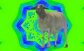 Sheep dancing to electro music 